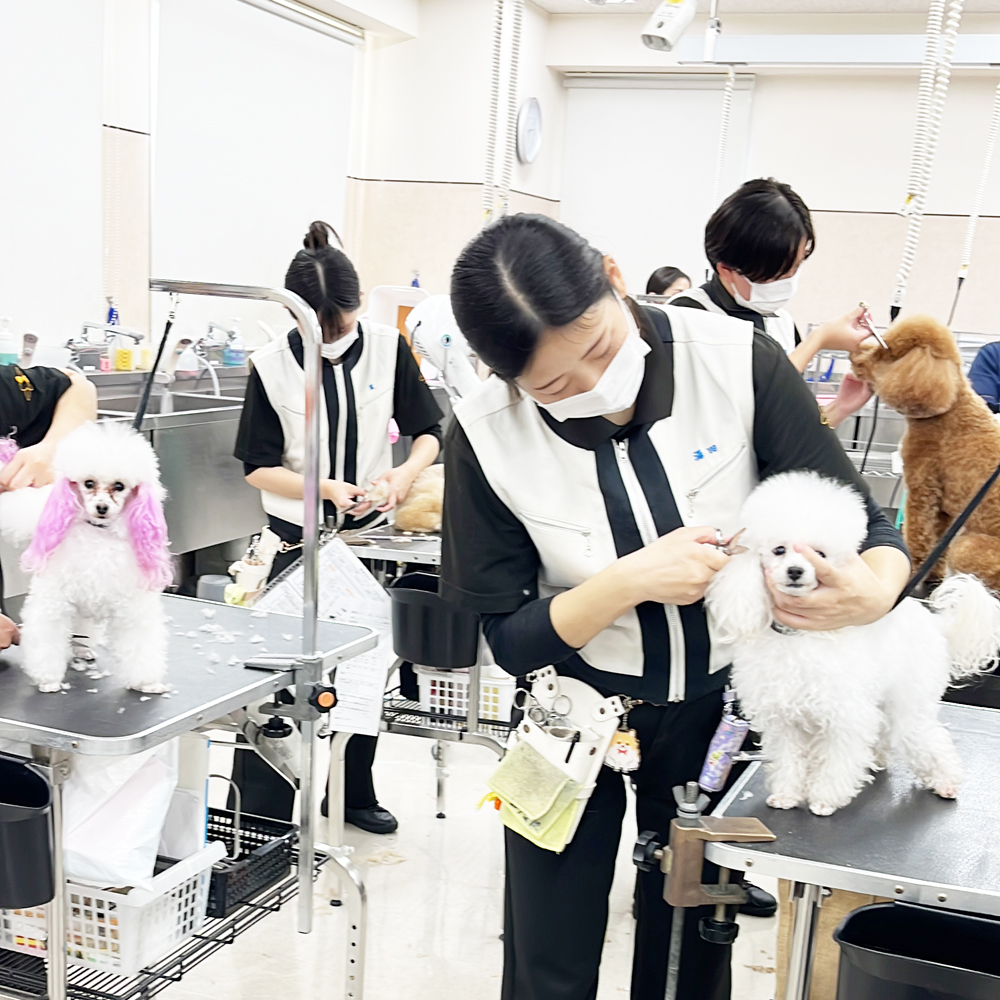１年生の生徒が２年生のトリミングを見学♪